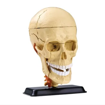  3D Mini Žmogaus kaukolė asamblėjos modelio 31 vnt Surinkti Žmogaus Anatomijos Modelis Dovana Vaikams