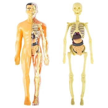  3D Žmogaus Kūno Anatomijos Modelis Vaikai Plastiko 