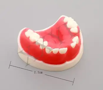  Sodinimo trūksta Žodžiu dantų modelio Periodonto siuvimo Tada liga Praktikos Modelis nemokamas pristatymas