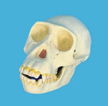  Šimpanzė kaukolės modelis skeleto Medicinos Mokymo nemokamas pristatymas